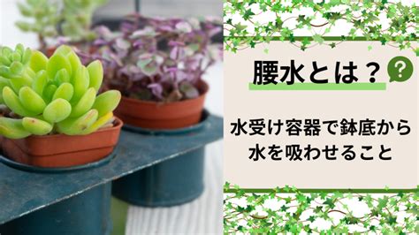 腰水|【失敗しない】多肉植物での腰水の方法について